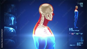 Detailed human body turning. Skeleton. Loopable. Red/white. Blue background. Highly detailed close up of a human body and skeleton. MRI images and Heart rate data also included.