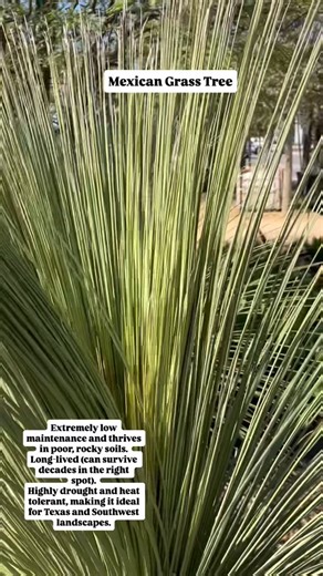 Urban Landscape Group | The Mexican Grass Tree (Dasylirion longissimum), also known as the Toothless Sotol, is an architectural showstopper in modern and xeric... | Instagram