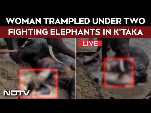 Karnataka News LIVE | Tourist Trampled Under Two Fighting Elephants At Karnataka Wildlife Camp