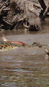 346K views · 38K reactions | No knives, No forks, No sharp teeth? No...