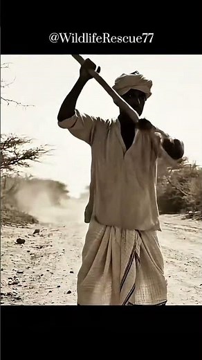 Wild Hyena Backs Down After Village Elder's Peaceful Warning Signal #wildlife