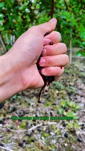 🌱Dwarf Mulberry Tree: Everbearing Sweet Fruit! 🍇🌳
