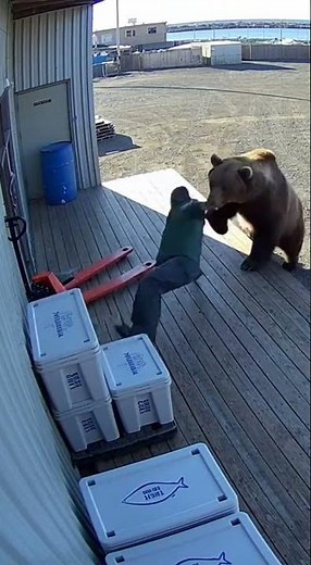 Kodiak Bear Attacks Worker on Cannery Loading Platform #kodiakbear