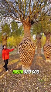 Descubre cómo crear jarrones únicos y ecológicos utilizando plantas entrelazadas. 🌱✨ Dale un toque natural y creativo a tu hogar con este tutorial paso a paso. ¿Te animas a intentarlo? Déjame tu opinión en los comentarios y comparte cómo quedaron tus jarrones.#Plantas #Jardinería #DIY #Decoración #Creatividad | COCO LEMUS