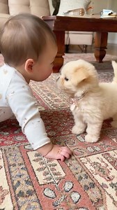 342 reactions · 3 comments |  Meet Nicco - My Realistic Robot Puppy,...