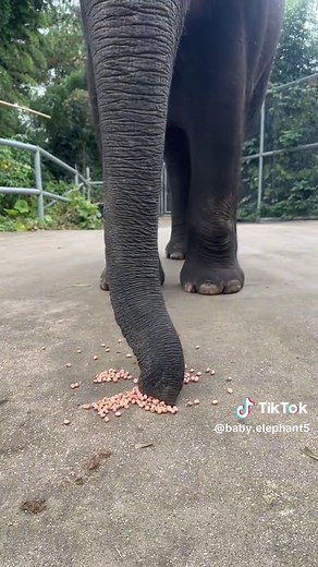How Elephants Enjoy Eating Peanuts at the Zoo