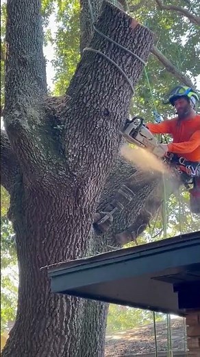 Cleveland TX's Best Tree Removal Service