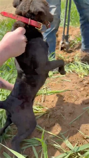 OMG WOW AMAZING dog dives in hole head first for game #hunting #dog #shorts #amazing #mustwatch #eat