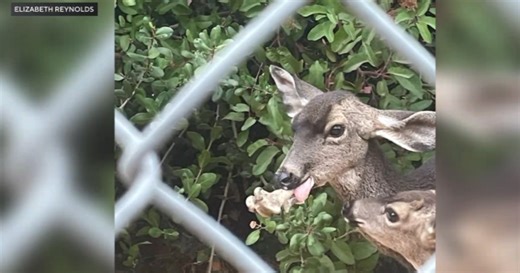 Wildlife officials searching for deer that has a bone lodged in its mouth