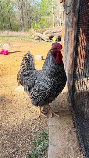 Our Rooster (Axl Crows) on Patrol | Egg Check