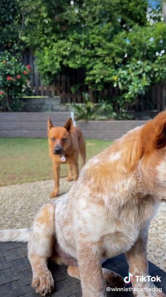 Introducing Winnie to a New Red Heeler Foster Puppy
