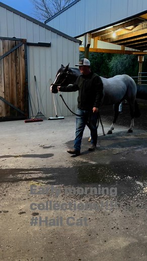 Outback Stallion Station & Embryo Transfer Center on Reels