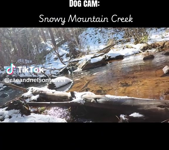 Luna’s POV exploring in the Pike National Forest in Colorado! She doesn’t care about the cold one bit, and loves laying in the snow! #nature #dogcam #Outdoors #doglovers #colorado