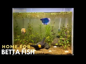 I Built a Mini Underwater World for My Betta Fish 🐠🌿 .