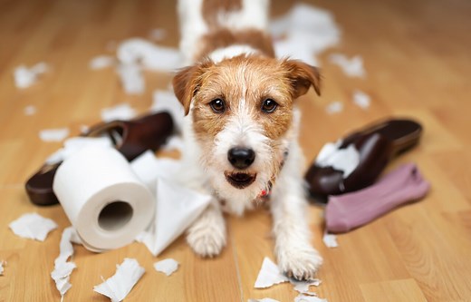 Pica in Dogs | PetMD