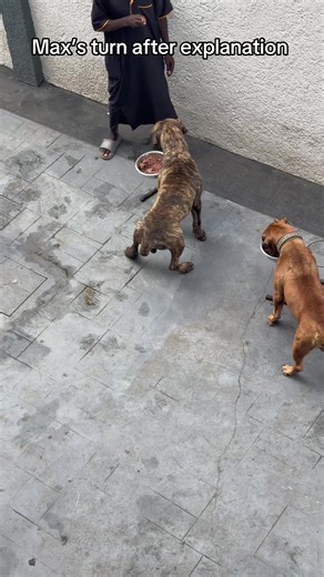 Body language in dog training: Max’s turn after explanation