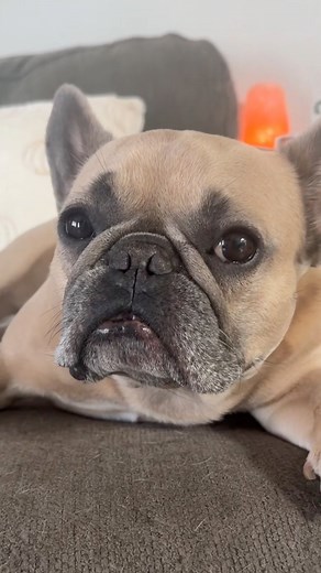 It’s that smushed face that gets me #bedhead #sleepface #sleepydog #dontbotherme #frenchbulldog #dogparent #psa #learnwithme | somefrenchienamedapollo
