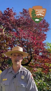 7.8K views · 290 reactions | Even though we're wrapping up fall color coverage on the Parkway, it doesn't mean there's leaf learning has to end ...enjoy this video about Dogwoods from Ranger Conrad. It may just give you something to look forward to in spring!  Video description - A park ranger stands in front of a tree with red leaves, and shares information about all there is to love about the Dogwood tree. | Blue Ridge Parkway | Facebook