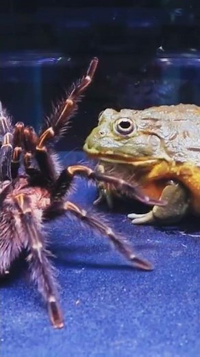 African Bullfrog vs SPIDER Tarantula #shorts