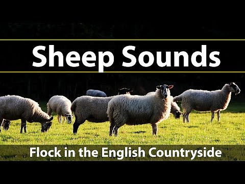 Sheep Sounds: Calm Video of Sheep Grazing in the English Countryside (Hear their fun sounds & calls)