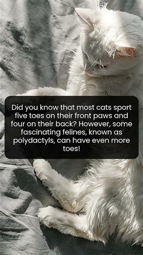 Learn how polydactyl cats challenge everything you thought you knew about feline anatomy
