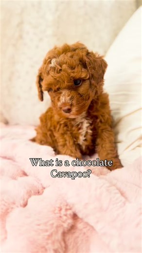✨Are Chocolate Cavapoos Rare? ✨ Yes — fairly rare because: • Cavaliers rarely carry the recessive brown gene • Poodles can, but not always • Both parents must contribute the b gene So you typically only get chocolate Cavapoos when: • the Poodle parent is chocolate or carries brown • the Cavalier carries brown (less common) Genetics are SO COOL 😍🥰 #cavapoo #cavapoospfinstagram #cavapoopuppy #cavapoopuppies #chocolatecavapoo #chocolatepuppy #cavapoobreeder #puppiesofinstagram #cavapooworld #pupp