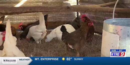 ‘Backyard Chicken’ seminar teaches chicken owners how to raise healthy chickens