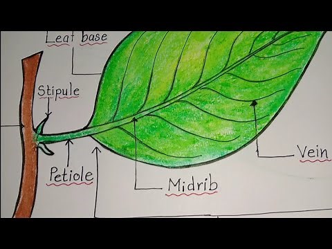 Parts of a Leaf / How to draw parts of a leaf / Leaf drawing /Label diagram of a leaf