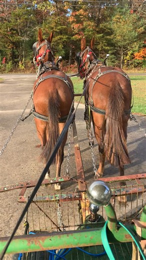 Training mules | Paul V Smith