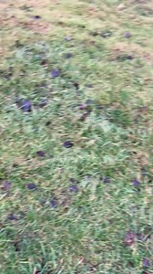 9.3K views · 75 reactions | Name this camo  | Cerakote | Facebook