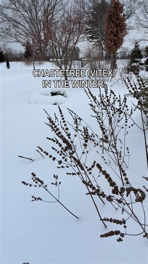 Great Garden Plants on Instagram: "🌿 Chastetree (Vitex) 🌿 Vitex is an impressive shrub known for its long summer bloom season and toughness in the landscape. This shrub is adaptable to almost any well-draining soil and resistant to deer! ✅ Blooms late spring through fall ✅ Prefers full sun for best flowering ✅ Tolerant of drought & heat ✅ Attracts bees, butterflies, and other pollinators ⭐️ PRO TIP: Prune in spring to shape and encourage fresh growth (more new growth means more flowers)! 👉 Wo