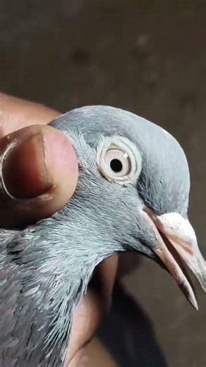 kabootarbaazi #shorts #shortsfeed #kabootar #kabootarbazi #viral #viralshorts
