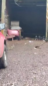 Denante fuimos en búsqueda de una perrita que tiene un ojo hacia afuera pero no dimos con ella 😞 sin embargo, el camino nos volvió a guiar con ésta mamita que no veíamos desde el verano. Esta perrita lleva años pariendo y ya si dios quiere y si nos ayudan, desde hoy ya no va a pasar más 🥰 Sus bebés ya están listos para adopción y necesitamos hogar temporal urgente para ellos (son entre 8 a 9 bebés 🥺) En un rato más iremos en la captura de todos, y llevaremos a esterilizar a la chanchita, pero
