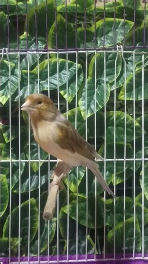bird sounds | Canary birds call for female - canary songs - canary singing | canario cantando