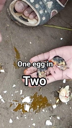 one egg in two chicks hatching 🐣