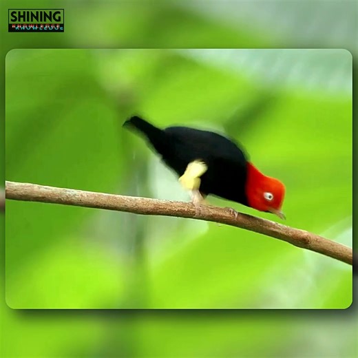 145K views · 3.8K reactions | Here Are 8 Animals With The Most Incredible Mate-finding Rituals | Shining Knowledge | Facebook