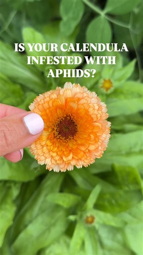 Resh Gala | Organic Gardener on Instagram: "You may be planting CALENDULA wrong - many people think calendula makes a superb companion plant in the vegetable garden but then get discouraged when they see it infested with aphids. But that’s actually a good thing! Calendula is one of the best TRAP CROPS also known as DECOY CROPS because it attracts aphids to it, and hence preventing the pest from destroying your main crop. With trap crops, you have to remove/ discard the flower/ stem and sometimes