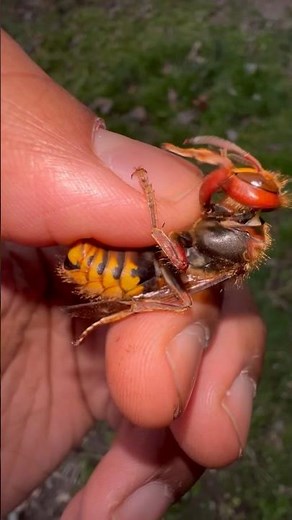 Handling a female European Hornet! 🔥 #wasp#insect#insects#bug#bugs#tarantula#tarantulas#spiders#fyp