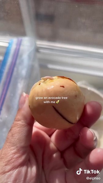 Growing Mini Avocado Trees: Plantqbo Guide