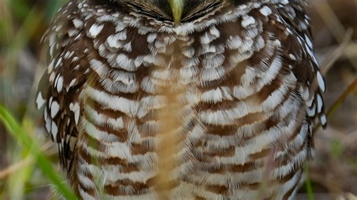 Southwest Florida's burrowing owls: Our underground neighbors facing growing threats