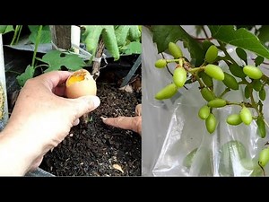 How to care for grape trees so they grow thickly and bear fruit quickly