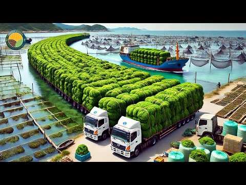 How Farmers Harvest Seaweed and What Happens Inside a Processing Factory