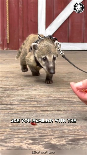 South American Coati 🦝 The CURIOUS Jungle Climber! With its long nose and ringed tail, this agile mammal explores trees like a little acrobat. It travels in noisy groups, always sniffing, climbing, and searching for snacks. You won’t believe how clever and social these forest explorers are! #wildlife #nature #animalfacts #animalvideos | 1 Minute Animals