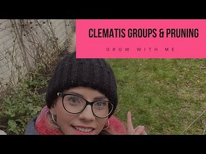 HOW TO PRUNE CLEMATIS- Learn which group your clematis are in for correct pruning.