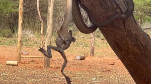 100K views · 571 reactions | LOCKED EYES WITH A BLACK MAMBA I was...