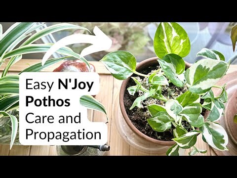 Easy N'Joy Pothos care and propagation | The cutest little pothos 💚😍