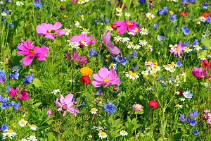 How to Turn Your Yard Into a Wildflower Meadow for Months of Easy Blooms