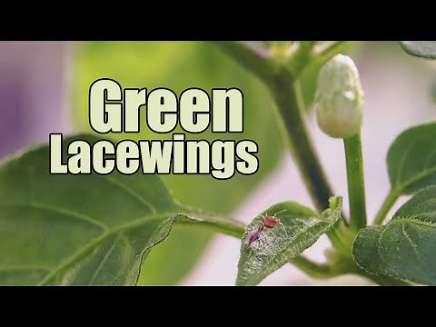 Green Lacewing Eggs Release