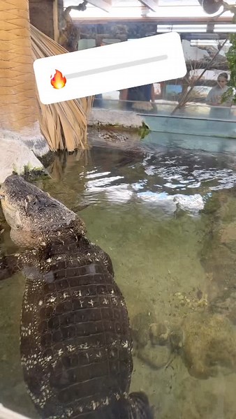 Jayprehistoricpets on Reels