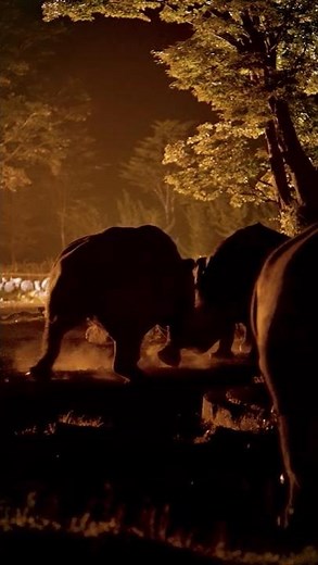 夏限定！夜のだけのサファリ体験🌙涼しくなる夜に、活動的な動物達をじっくり観察🔍 #富士サファリパーク #fujisafaripark #ナイトサファリ #夏休み #animal